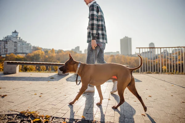 Собака, гуляющая рядом со своим хозяином — стоковое фото