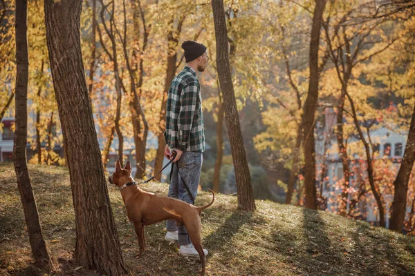 Собака нюхает дерево и человек смотрит в сторону фото акции — стоковое фото