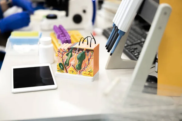 Anatomical model and digital tablet on laboratory table