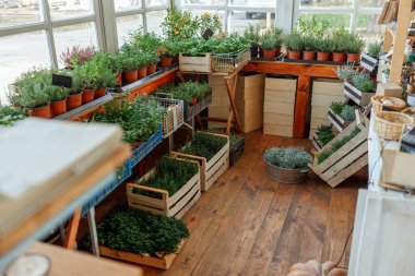 Pencere kenarına çeşitli tıbbi bitkiler yerleştirilmiş.