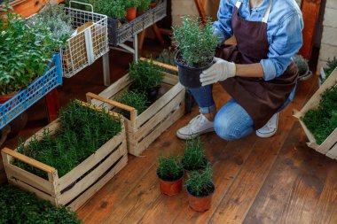 Elinde biberiye fidanlarıyla saksı tutan bir kadın.