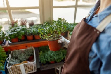 Marjoram fideleri olan bir kadın içeride dikiliyor.