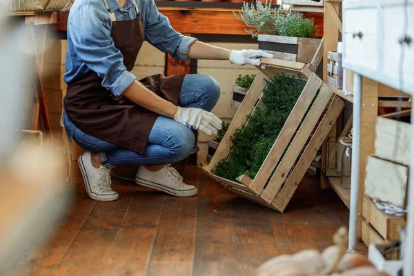 Weibchen stützen eine Holzkiste mit Setzlingen — Stockfoto