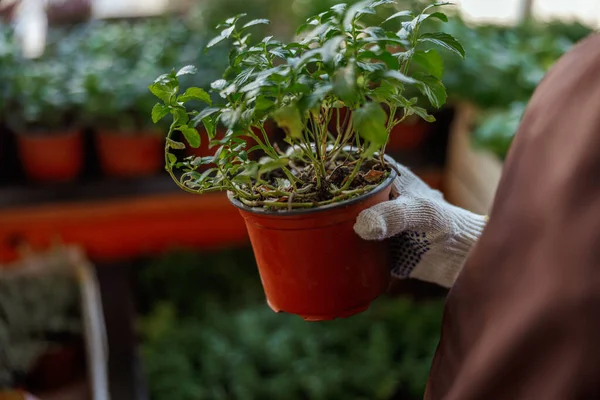 Mano femenina sosteniendo una plántula de mejorana en interiores — Foto de Stock