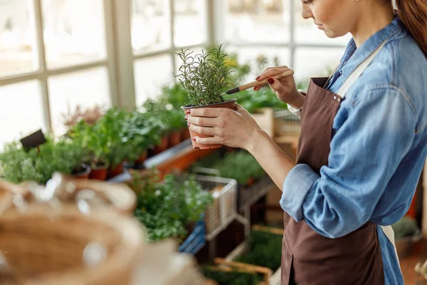 Female holding a pot with rosemary seedlings — Stock Photo, Image