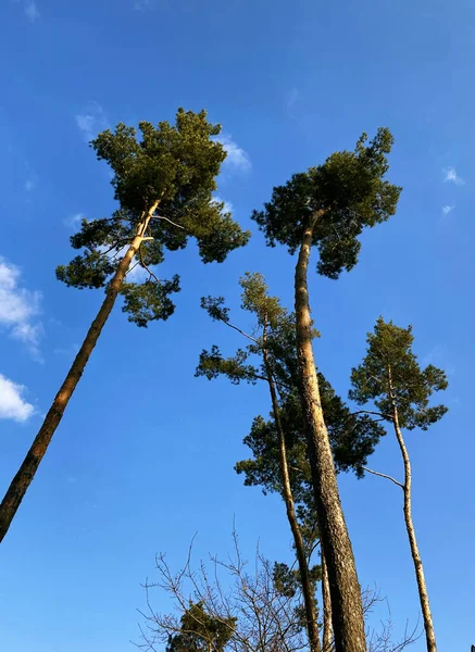 Beautiful view of trees under blue sky — Stock Photo, Image