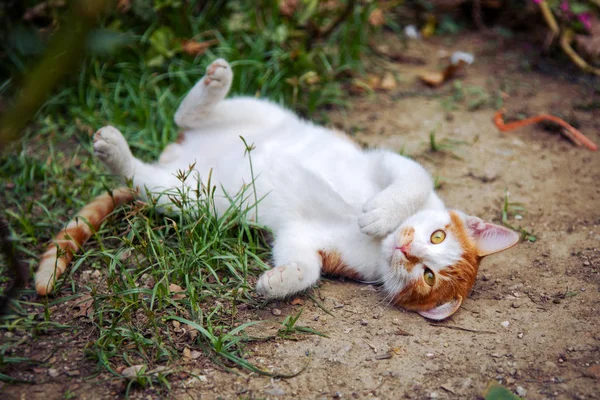 Bonito gatito en la hierba — Foto de Stock