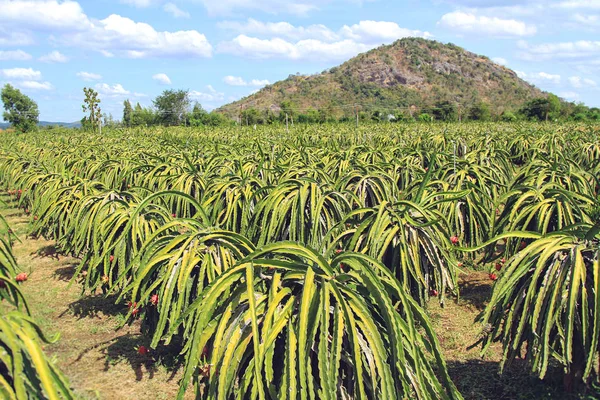 Vietnam'da bir çiftlikte olgun ejderha
