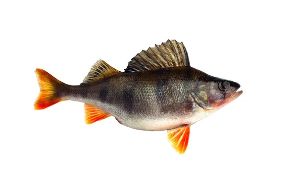 Ryba okoun izolované na bílém — Stock fotografie