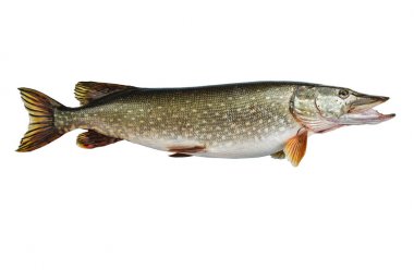 İzole pike, nehir balığı tarafından gelen bir tür.