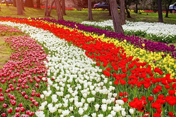Flores durante o festival anual de tulipas de abril em Istambul, no Parque Yildiz — Fotografia de Stock