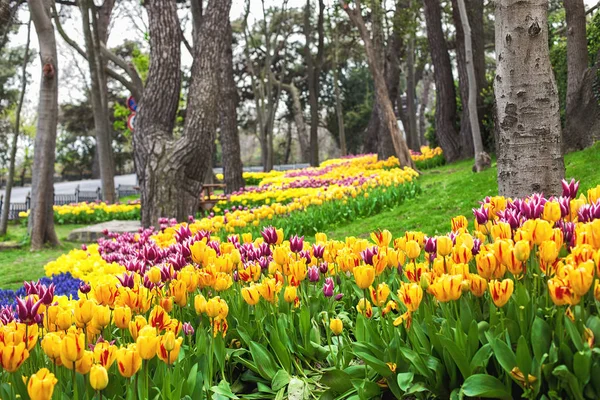 Flores durante o festival anual de tulipas de abril em Istambul, no Parque Yildiz — Fotografia de Stock