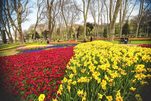 Flores durante o festival anual de tulipas de abril em Istambul no Gulhane Park — Fotografia de Stock