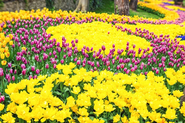 Camas de flores coloridas durante o festival anual de tulipas de abril — Fotografia de Stock