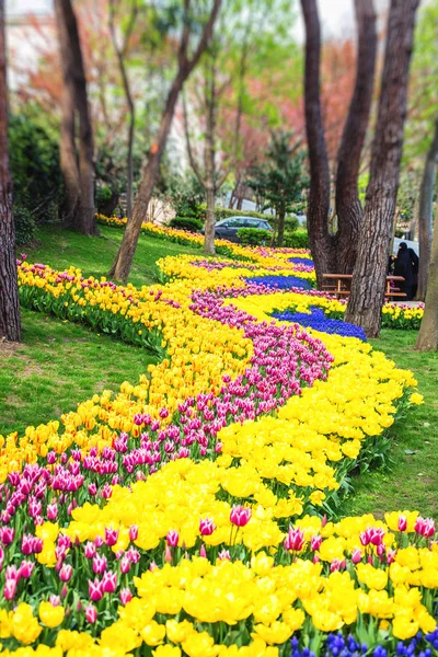 Kolorowy kwiat łóżka podczas corocznego festiwalu tulip kwietnia — Zdjęcie stockowe