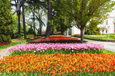 Emirgan Park 'taki lale festivalinde çiçek yatakları