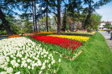 Emirgan Park 'taki lale festivalinde çiçek yatakları