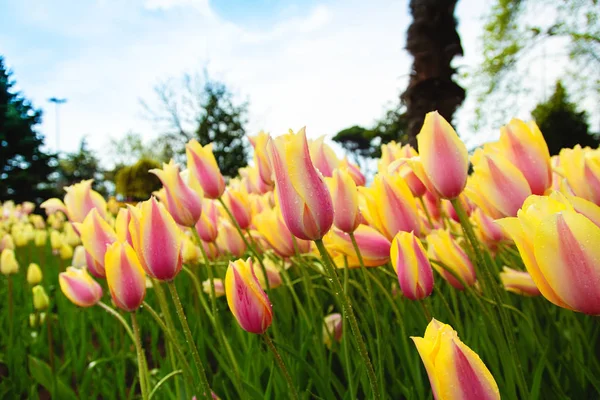 Wonderful pink and yellow tulips at Emirgan Park — ストック写真