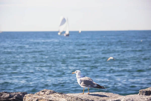 Wild seagull with natural blue background and sailboat. — Stock Photo, Image