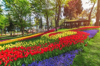 İstanbul Emirgan Parkı 'ndaki lale festivalinde çiçek yatakları