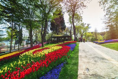 İstanbul Emirgan Parkı 'ndaki lale festivalinde çiçek yatakları