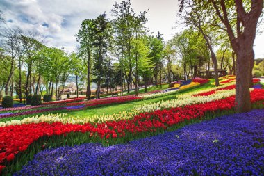 İstanbul Emirgan Parkı 'ndaki lale festivalinde çiçek yatakları