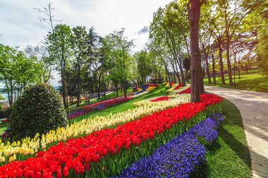 İstanbul Emirgan Parkı 'ndaki lale festivalinde çiçek yatakları
