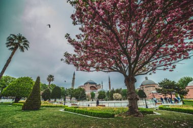 Çiçek açan ağaç ve Ayasofya manzarası ve çeşme