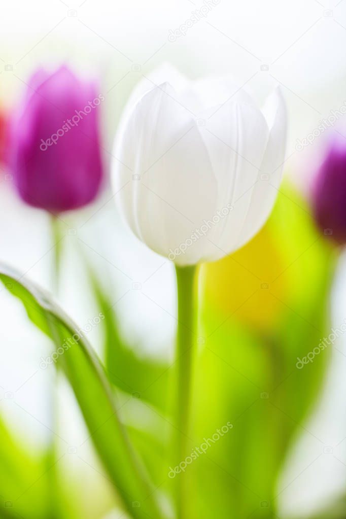 Springlike Tulip bouquet