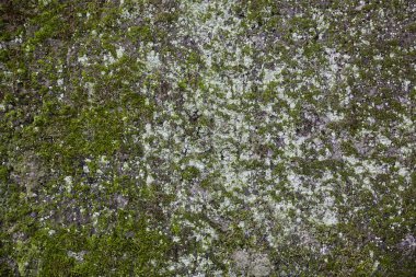 Green mossed wall with light lichen as background