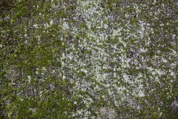 Green Mossed Wall Light Lichen Background — Stockfoto