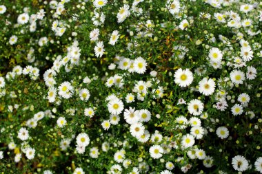 Yeşil arka planda beyaz çiçekler