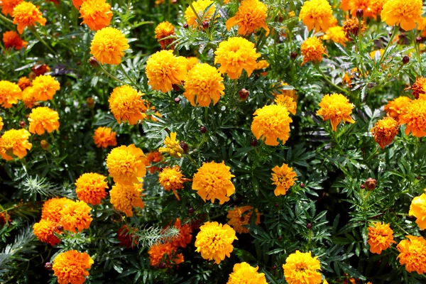 Orange höst blommor på en grön bakgrund. — Stockfoto
