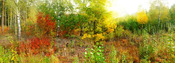 Panoramisch beeld van de bladverliezende wouden in het najaar — Stockfoto