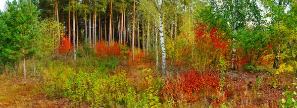 Panoramic image of the deciduous forest in autumn — Stock Photo, Image