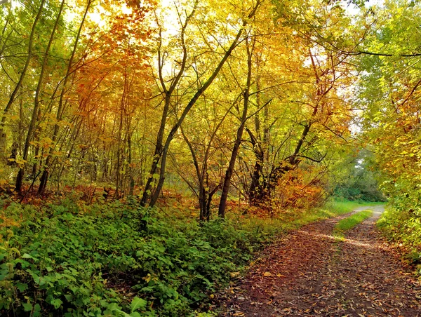 Image panoramique de la forêt de feuillus en automne — Photo