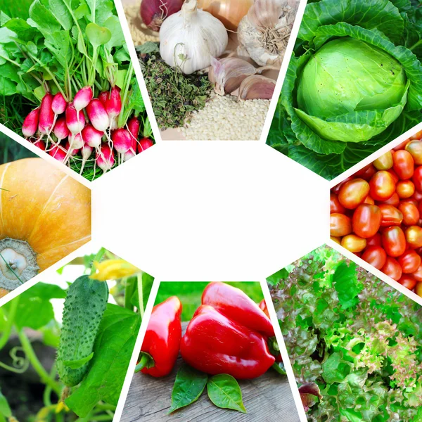Collage on the theme of garden vegetables — Stock Photo, Image
