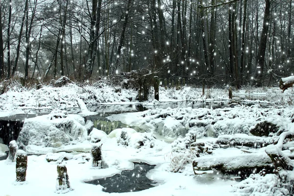 森の降雪。冬の風景 — ストック写真