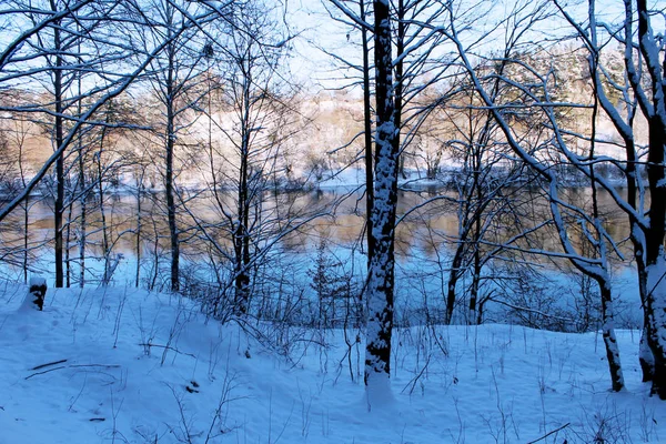 Winter forest on the river bank — Stock Photo, Image