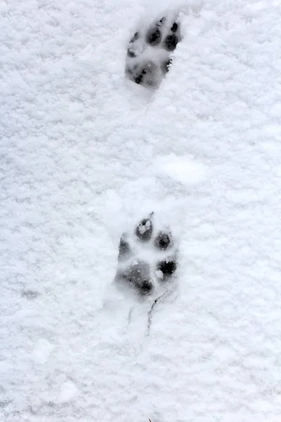 하얀 눈에서의 강아지 발자국 겨울. — 스톡 사진