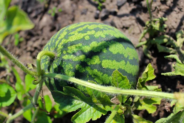 Grön randig vattenmelon på plantagen. — Stockfoto