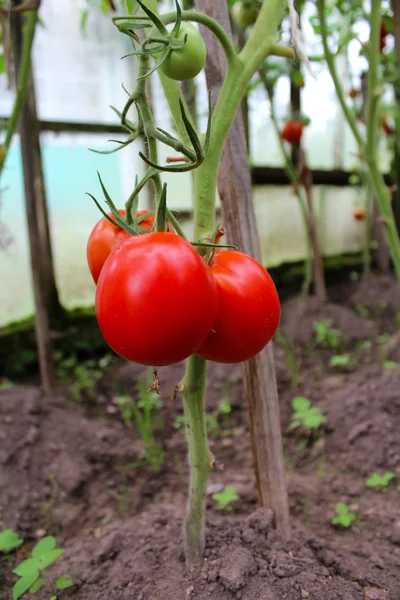 Rajčata, zrání na zeleninové zahradě v létě — Stock fotografie