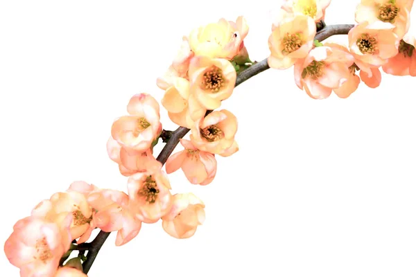 Gren med rosa blommor isolerad på vit bakgrund — Stockfoto