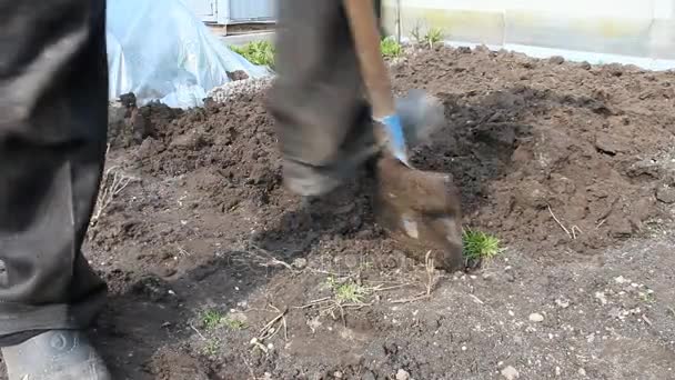 Фермер копає лопату ґрунту навесні — стокове відео