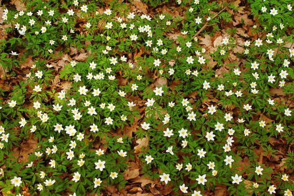 White spring flowers as the background image. — Stock Photo, Image