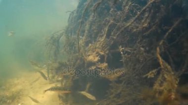 Sualtı dünyasını. Küçük balık.