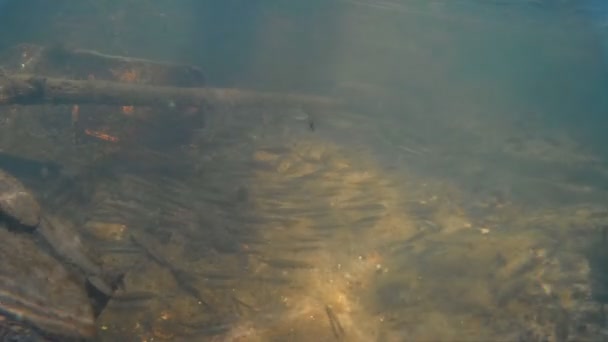 Monde sous-marin. Petits poissons .