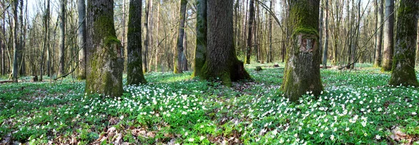 Panoramisch beeld van witte bloemen in het bos. — Stockfoto