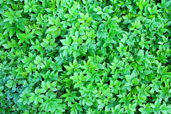 Hojas verdes como imagen de fondo — Foto de Stock