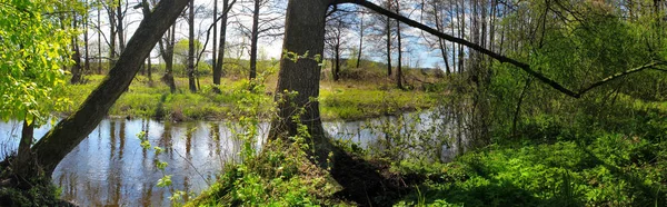 Panoramic image of the river in the forest. — Stock Photo, Image